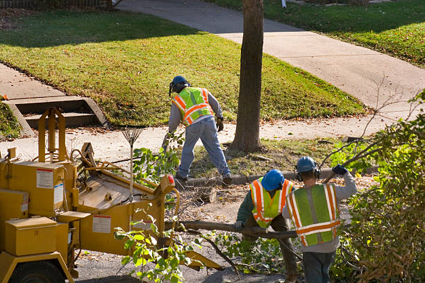 Best Fruit Tree Pruning  in Pico Rivera, CA